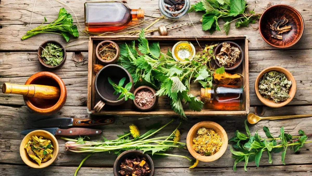 ¿Cuáles son las plantas medicinales? Estos son sus usos y riesgos