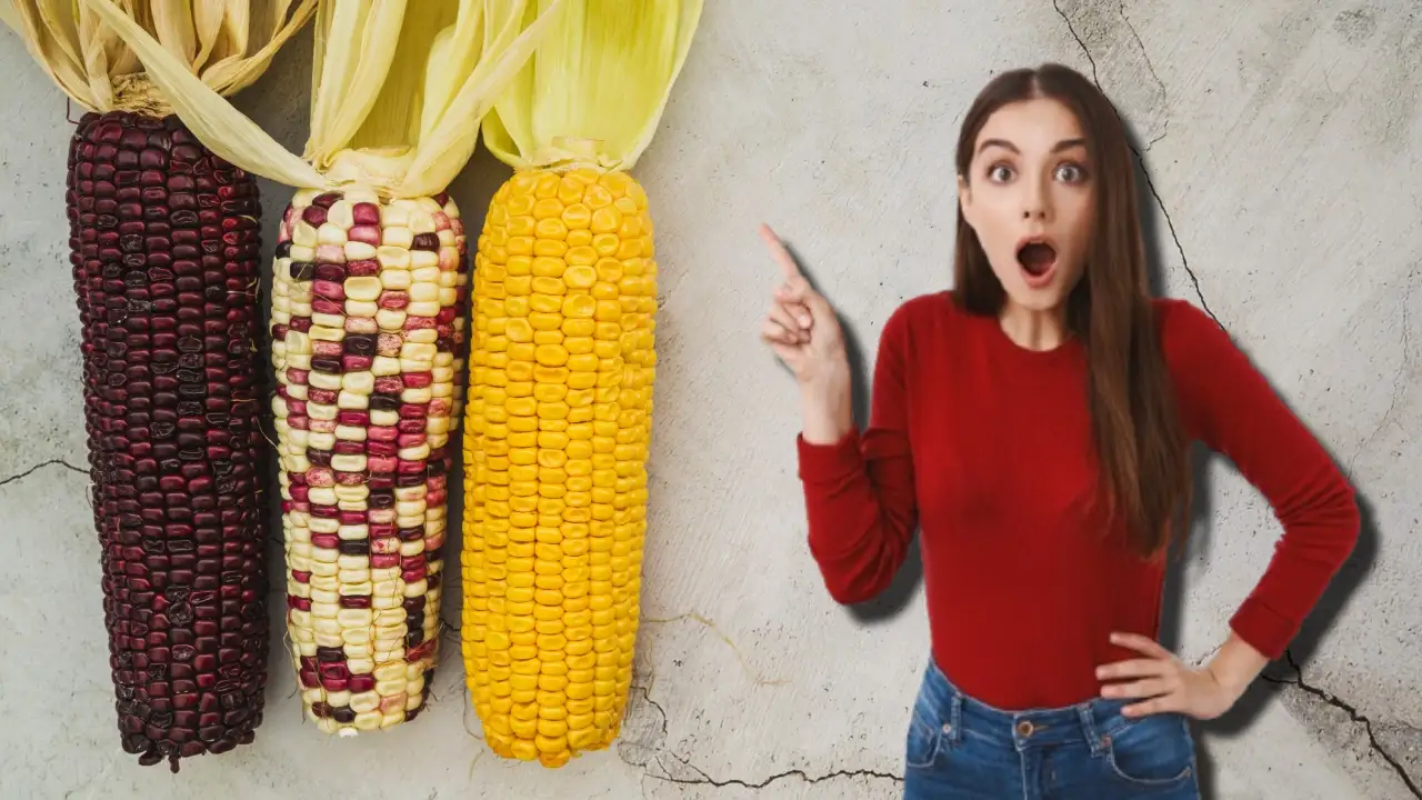 Día del Maíz: ¿Blanco, amarillo o azul? Para esto se utiliza cada uno en la cocina