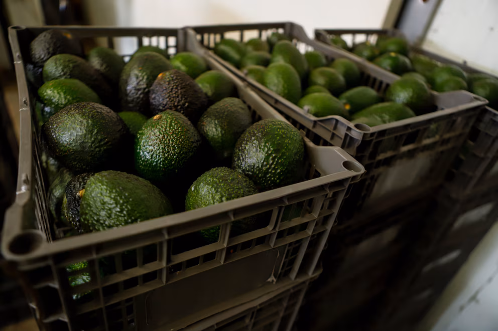 Blindan al aguacate del narco en México: Semarnat prohíbe exportación si fue cultivado en huertas deforestadas