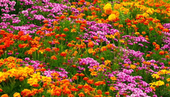 Vivir como las flores Vivir como las flores
