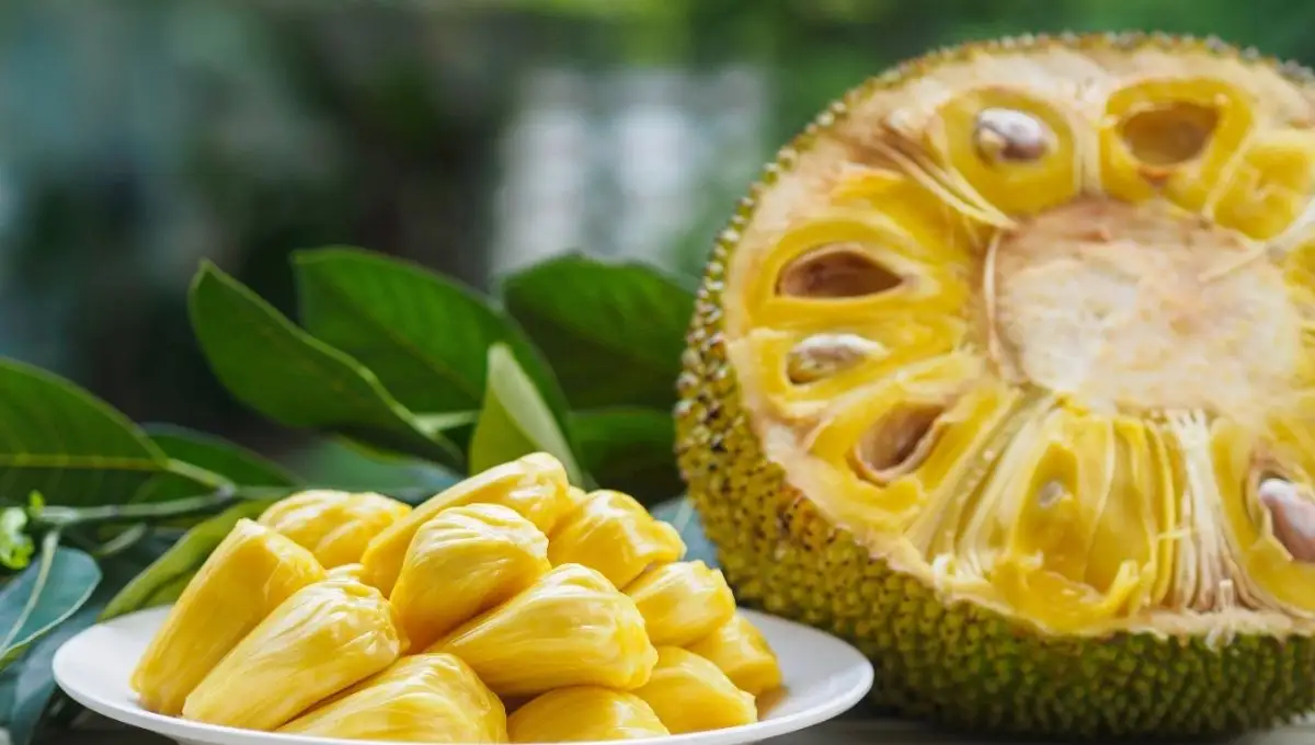 ¿Qué es la yaca y a qué sabe? Conoce sus beneficios y propiedades de esta fruta exótica ¿Qué es la yaca y a qué sabe? Conoce sus beneficios y propiedades de esta fruta exótica