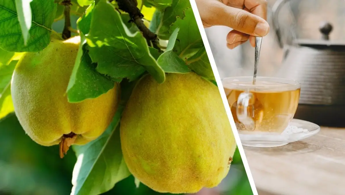 Té de membrillo: Beneficios de esta bebida en la salud y cómo prepararlo Té de membrillo: Beneficios de esta bebida en la salud y cómo prepararlo